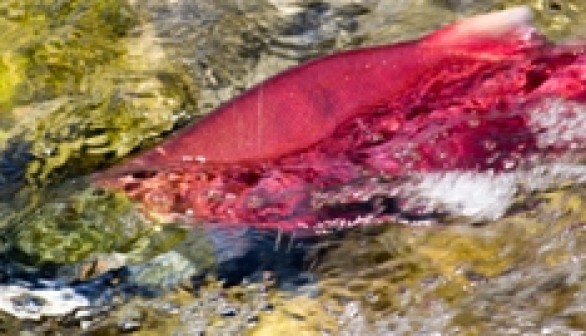  Sockeye salmon