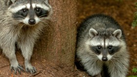 Raccoons That Escaped from Sunderland Enclosure Returns After Being Tempted of Hot Dogs