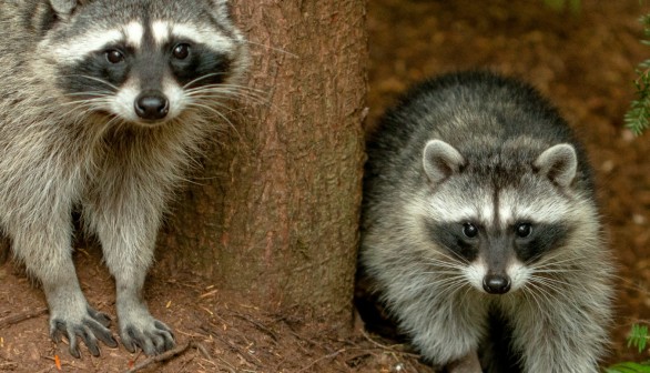 Raccoons That Escaped from Sunderland Enclosure Returns After Being Tempted of Hot Dogs