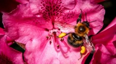 RUSSIA-NATURE-BUMBLEBEE-FEATURE