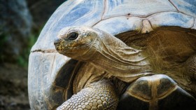 Aldabra Giant Tortoises in Madagascar That Disappeared Before Dodo Birds to Return After 600 Years