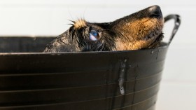 Pet Pesticide Pollution in UK Rivers Mostly Comes from Wastewater Sewage Treatment After Handwashing Pets [Study]