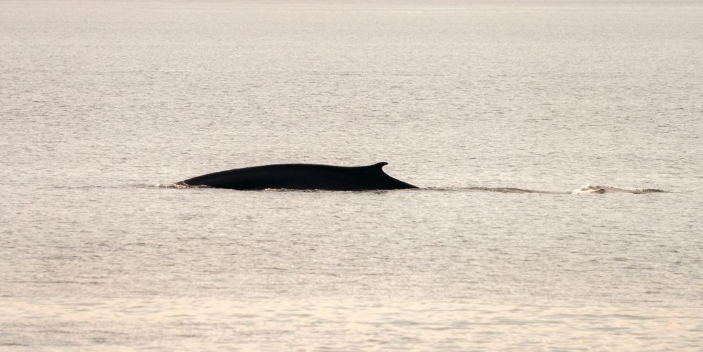 Blue Whale Hybrids In Atlantic Ocean Found To Be More Reproductively Viable, Experts Say