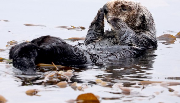  A sea otter