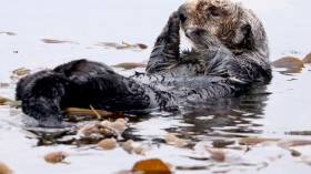  A sea otter