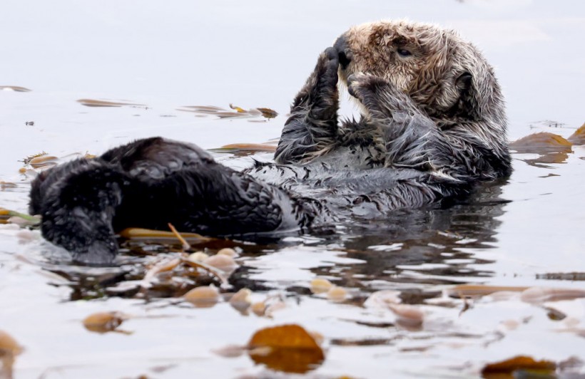  A sea otter