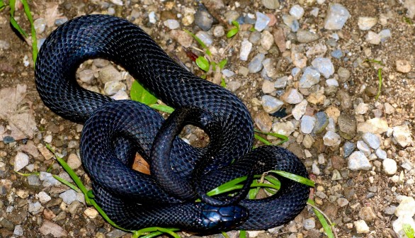 snake  Nature World News