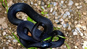 Deadliest Snake in the World: Scientists Contest the Most Lethal Snake