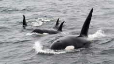 At Least 10 Killer Whales Trapped in Sea Ice in Japan Due to 'Lack of Wind' [VIDEO]