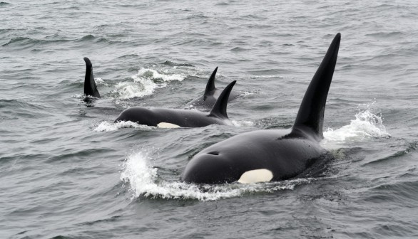 At Least 10 Killer Whales Trapped in Sea Ice in Japan Due to 'Lack of Wind' [VIDEO]