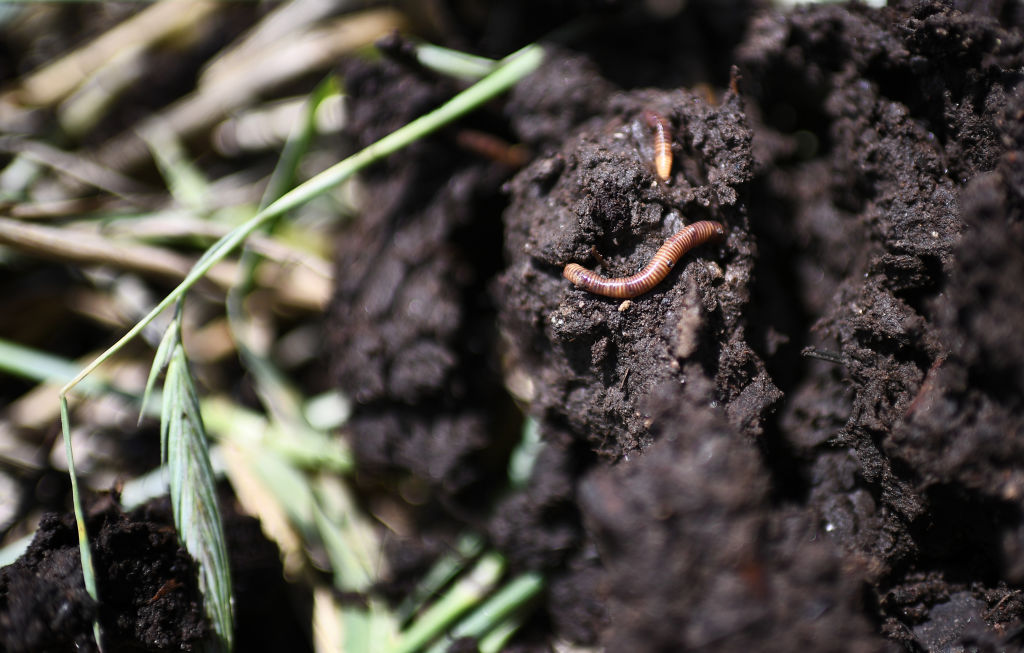 Alien Earthworm Population Likely To Increase Due To Human Activities,  Threatens Native Earthworm Species
