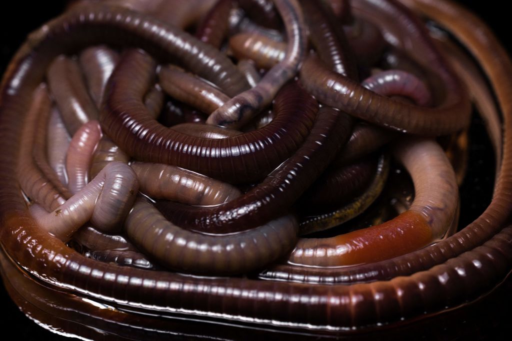 Earthworm Invasion: Non-native Species Are Harming Ecosystems in