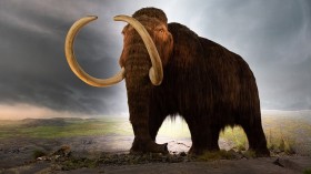 First Woolly Mammoth Calves to be Born in 2028, Thylacine and Dodo are Next: Biologists Say