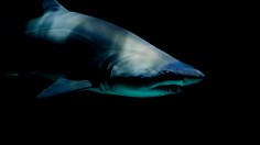 Prehistoric Shark 'Palaeohypotodus Bizzocoi' Discovered in Alabama Had Tiny Fangs on Its Teeth [Study]