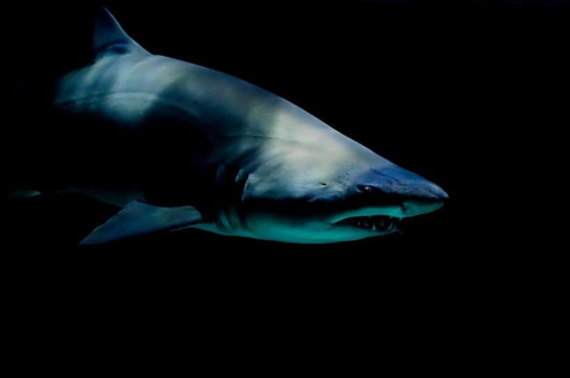Prehistoric Shark 'Palaeohypotodus Bizzocoi' Discovered in Alabama Had Tiny Fangs on Its Teeth [Study]