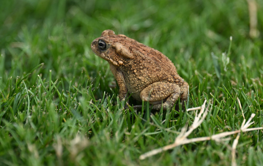 A frog in India has a mushroom sprouting out of it. Researchers have never  seen anything like it