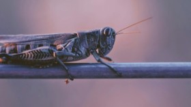 Locust Outbreaks: Global Warming Could Intensify Locust Swarms in Afghanistan, Iran and Turkmenistan [Study]