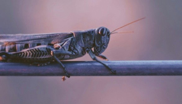 Locust Outbreaks: Global Warming Could Intensify Locust Swarms in Afghanistan, Iran and Turkmenistan [Study]