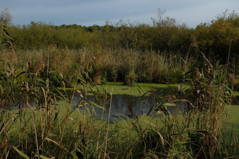 Tegeler Fliess Wetlands Nature Reserve