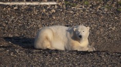 polar bear