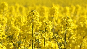 canola fields