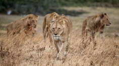 Exotic Cats Special Ability: Big Cats Can Remember, Recognize Human Voices [Study]