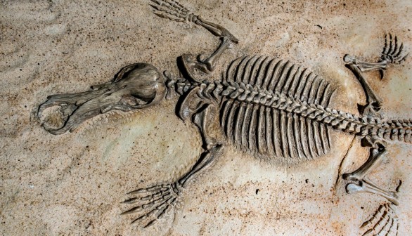 Ancient Lizard Fossil of 'Tridentinosaurus Antiquus' Discovered in 1931 Turned Out to be Fake, Made of Black Paint [Study]
