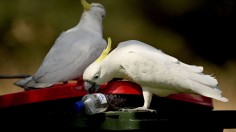 AUSTRALIA-WILDLIFE-COCKATOOS