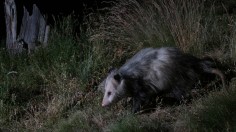 Rare Opossum Death from Rabies Virus Triggers Alert in Urban Environments of South America: CDC Warns