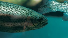 Invasive Riverine Fish Starts to Dominate US Rivers and Other Parts of the World, Poses Threat to Native Species [Study]