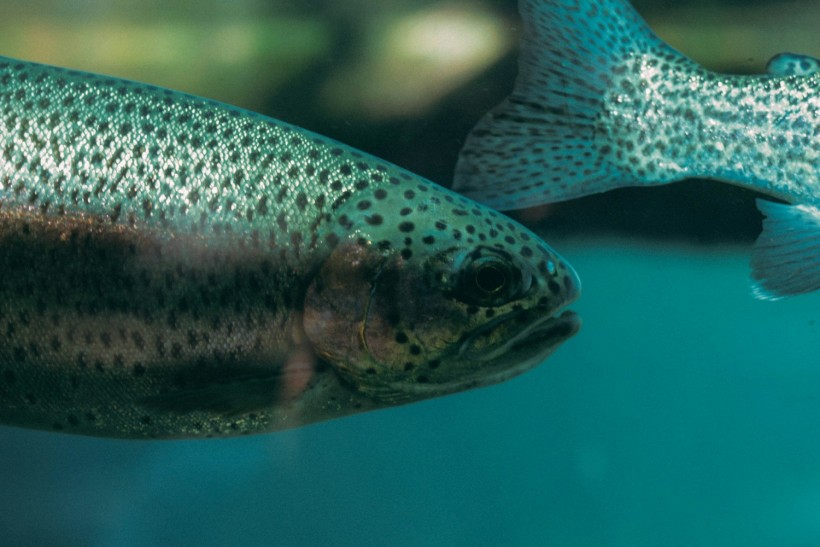 Invasive Riverine Fish Starts to Dominate US Rivers and Other Parts of the World, Poses Threat to Native Species [Study]