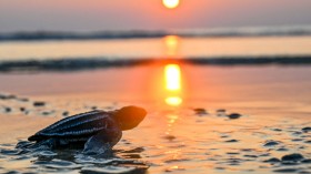 TOPSHOT-INDONESIA-CONSERVATION-TURTLE