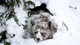 Palle-Jooseppi, a male brown bear of Ran