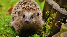 Hedgehog Sightings in UK Gardens Up by 2% After Years of Decline from 30% to 75% [Report]