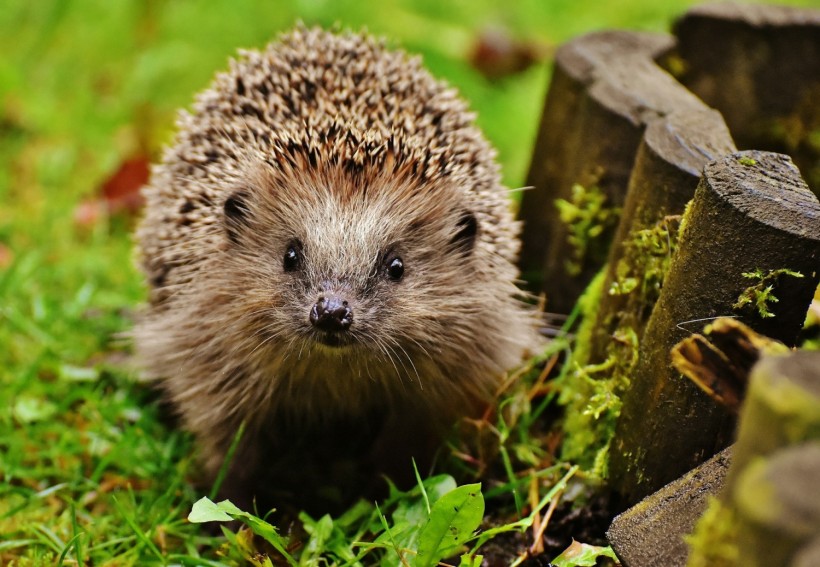 Hedgehog Sightings in UK Gardens Up by 2% After Years of Decline from 30% to 75% [Report]