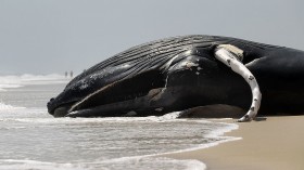 baleen whale