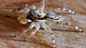 Giant Spiders Living Near Active Roads in Cities Affect Their Ability to Catch Prey: New Study