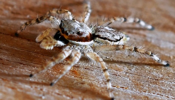 Giant Spiders Living Near Active Roads in Cities Affect Their Ability to Catch Prey: New Study