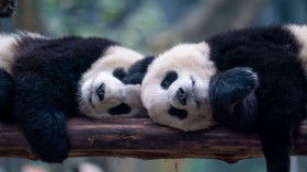 TOPSHOT-CHINA-ANIMAL-PANDA