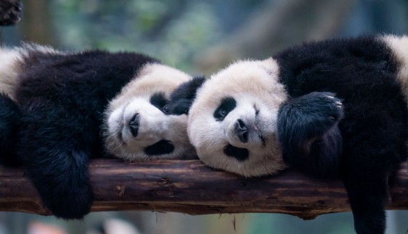 TOPSHOT-CHINA-ANIMAL-PANDA