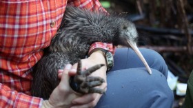 NZEALAND-ENVIRONMENT-ANIMAL-KIWI