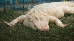 Rare White Alligator from Nebraska Zoo Underwent Surgery to Have 70 Coins Removed from Its Stomach