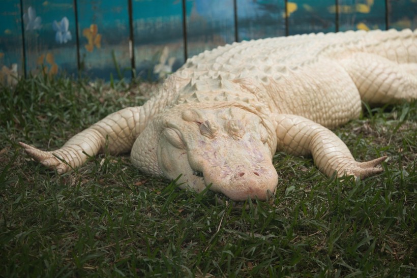 Rare White Alligator from Nebraska Zoo Underwent Surgery to Have 70 Coins Removed from Its Stomach