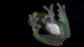 glass frog