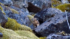 pika