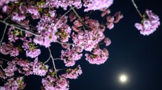 Japan's cherry blossoms