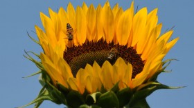 GERMANY-NATURE-ANIMAL