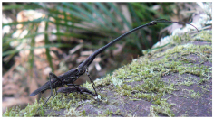 male and female weevil