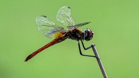 dragonfly