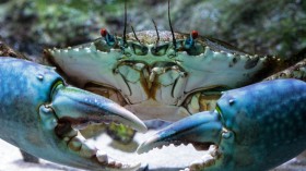 Types of Crabs: Are All These Crustaceans Edible?